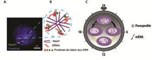 Figure : Structure des paraspeckles et implication fonctionnelle dans l’expression rythmique d’ARNm. A : Visualisation des paraspeckles identifiés par leur constituant principal, le long ARN non-codant, Neat1, à l’intérieur du noyau des cellules coloré en bleu par le colorant de Hoechst. B : Organisation schématique des différents constituants des paraspeckles. C : La rythmicité du nombre de paraspeckles à l’intérieur du noyau permet le contrôle de l’expression des ARNm associés.