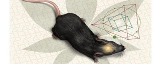 Un rôle clé pour les récepteurs CB1 astrocytaires et la D-sérine dans la mémoire