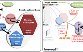 Formation des neurones sensoriels : un processus dynamique finement régulé