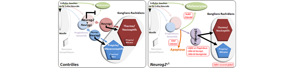 Formation des neurones sensoriels : un processus dynamique finement régulé