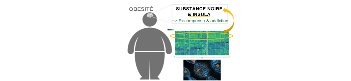 Expression enrichie des gènes de l’obésité dans des régions cérébrales clefs de l’addiction et de la récompense