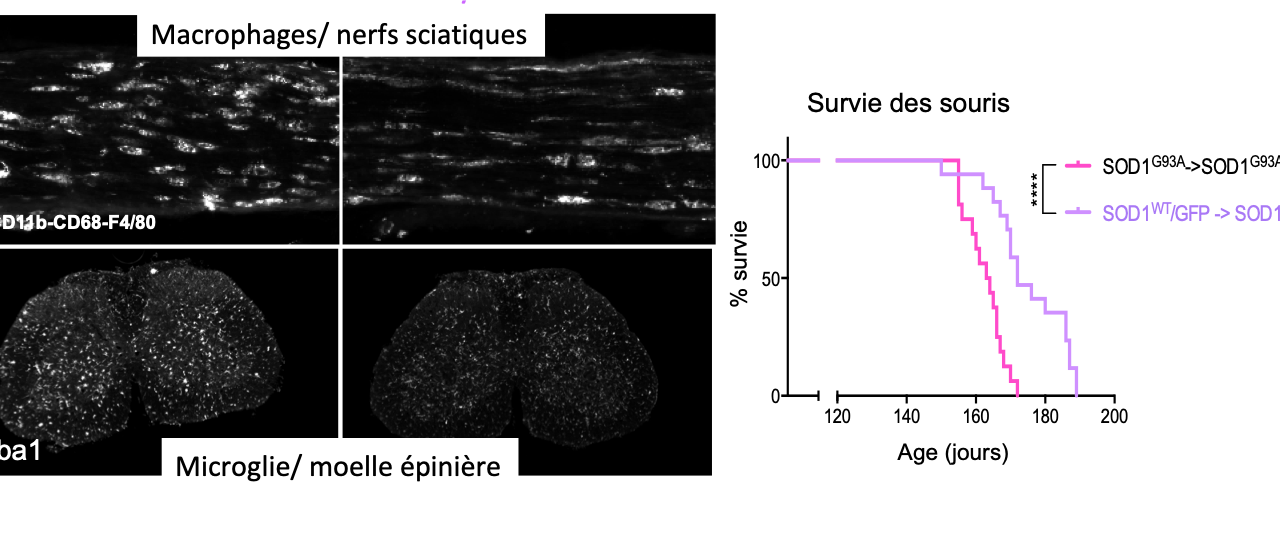 Modifier les macrophages à la périphérie a la capacité de changer la réactivité microgliale et de ralentir la progression de la maladie des souris SLA