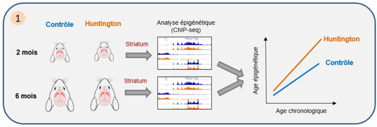 Altérations très précoces des régulations épigénétiques dans la maladie de Huntington