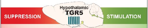 Contrecarrer l’obésité : la voie prometteuse du récepteur hypothalamique TGR5 aux acides biliaires