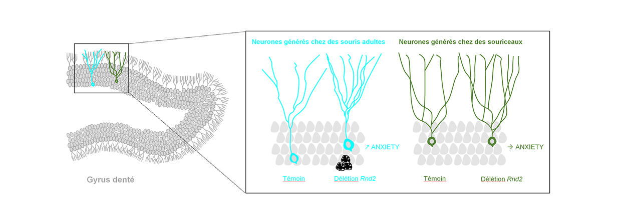 Rnd2 : un nouveau lien moléculaire entre la génération de nouveaux neurones à l’âge adulte et l’anxiété