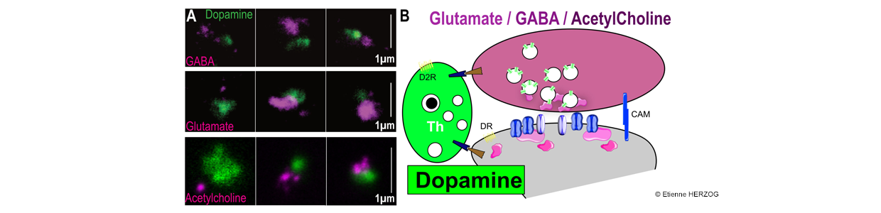 Les Synapses Pivot à Dopamine dans le striatum : un nouveau point névralgique pour la neuromodulation par la dopamine ?
