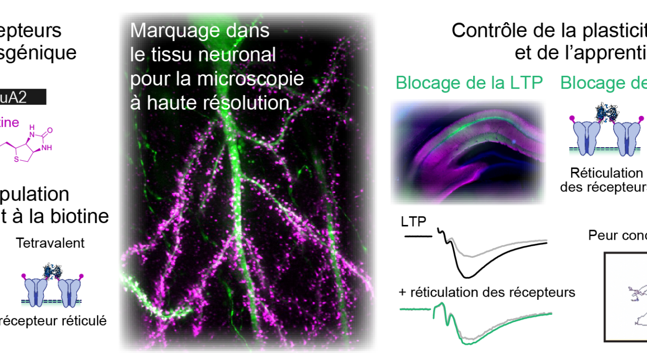 UNE NOUVELLE BOITE A OUTIL POUR EXPLORER LA DYNAMIQUE DES RECEPTEURS DANS LE CERVEAU