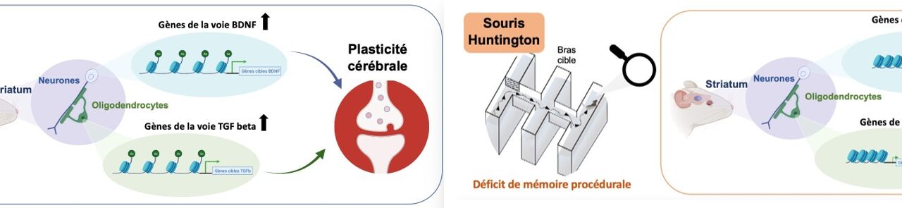 Participation de mécanismes épigénétiques au déficit mnésique associé à la maladie de Huntington