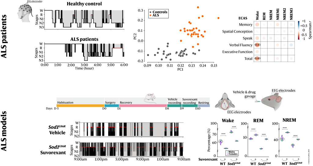 Graphical_Abstract_SJG