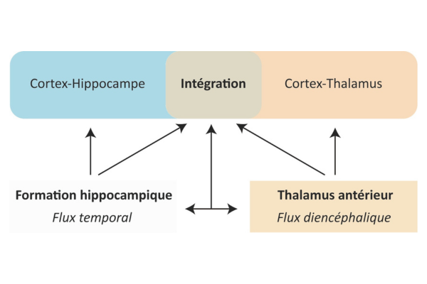 Le thalamus cognitif