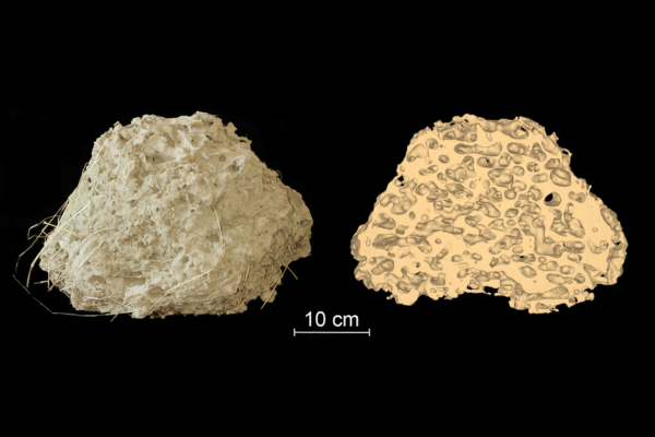 Les architectes de l’ombre : comprendre et modéliser les processus de construction collective des nids d’insectes sociaux