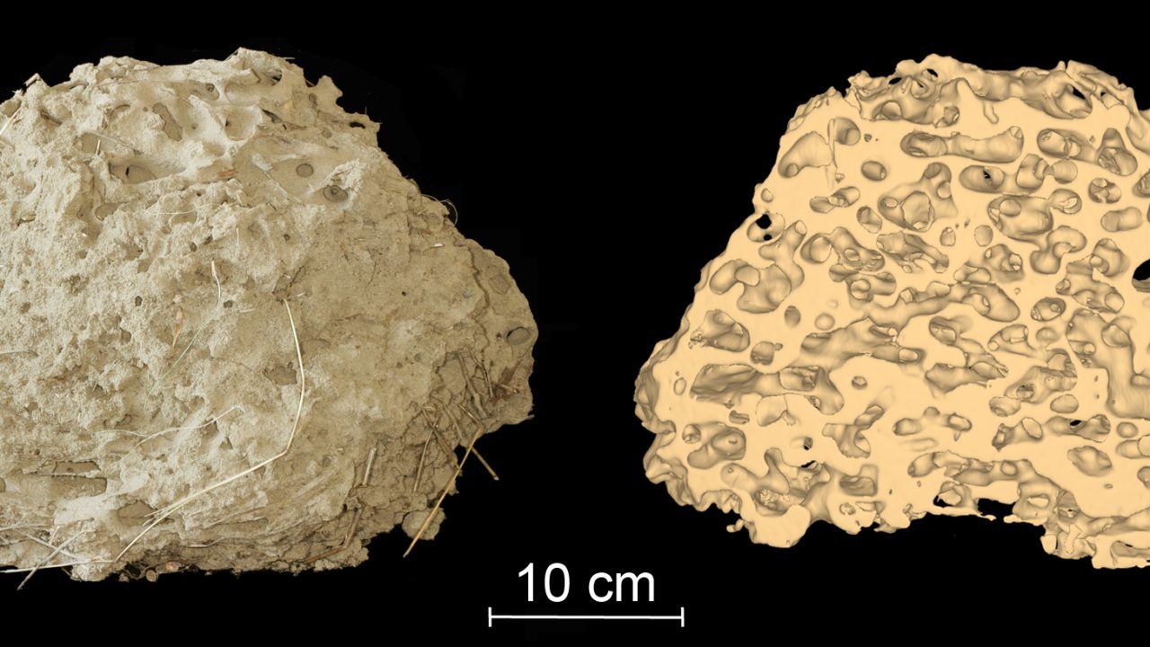 Les architectes de l’ombre : comprendre et modéliser les processus de construction collective des nids d’insectes sociaux