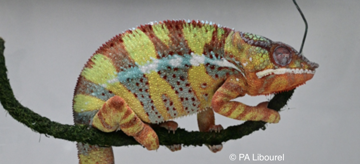 Un rythme cérébral du sommeil apparu il y a 300 millions d&rsquo;années