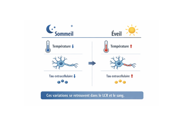 Turn on the Heat ! Le rôle clé de notre température corporelle dans la maladie d’Alzheimer